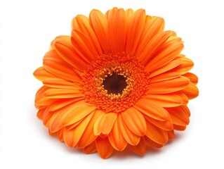 Vibrant orange gerbera daisy flower in full bloom