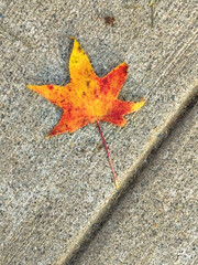 Fallen leaf, November 2024