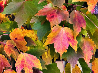 Fall up close, October/November 2024