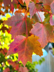 Fall up close, October/November 2024