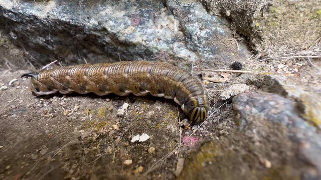 Caterpillar of Convolvulus Hawk-moth (Agrius convolvuli) looking for shelter to form a pupa and reproduce. Macro insect view in wildlife