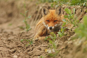 Lis rudy, lis pospolity (Vulpes vulpes) © Bartosz Rakoczy
