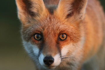 Lis rudy, lis pospolity (Vulpes vulpes)