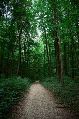 A path through green trees in the forest on a summer day in Romania