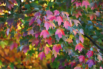 Fall foliage on the farm, October 2024