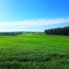 Obraz premium landscape with grass and sky