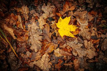 A vibrant yellow maple leaf stands out against a backdrop of brown, decaying oak leaves on the forest floor. The image captures the contrast of colors