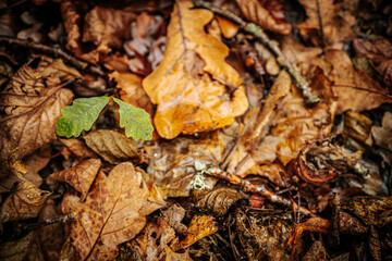 A small, fresh green oak leaf lies on a bed of decaying brown and yellow autumn leaves, creating a striking contrast of life amidst the fallen foliage. Dewdrops add a touch of freshness to the green