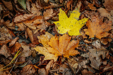 A vibrant yellow maple leaf stands out against a backdrop of brown, decaying oak leaves on the forest floor. The image captures the contrast of colors