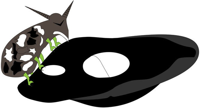 Reino animal el gorgojo de la caraota