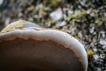 Detailed macro shot of a large polypore mushroom, or bracket fungus, attached to a tree trunk. The...