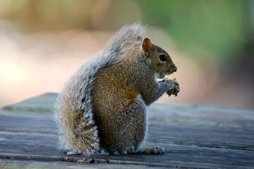 Grauhörnchen