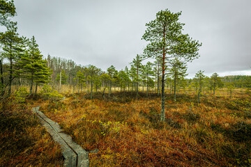 A winding boardwalk pathway traverses a colorful wetland bog landscape filled with sparse pine trees and low vegetation. The scene has a moody, overcast sky