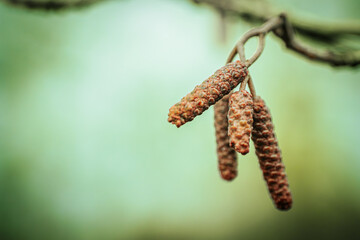 A detailed macro shot of alder tree catkins against a soft, blurred background. The texture of the catkins stands out with its rough, brown surface, signaling the early signs of spring.