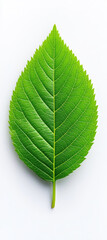 single green leaf on solid white background, showcasing nature beauty