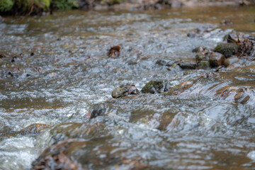 A river with rapids flowing in the wake of a wild forest.