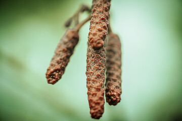 A detailed macro shot of alder tree catkins against a soft, blurred background. The texture of the catkins stands out with its rough, brown surface, signaling the early signs of spring.