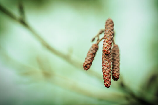 A detailed macro shot of alder tree catkins against a soft, blurred background. The texture of the catkins stands out with its rough, brown surface, signaling the early signs of spring.