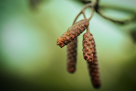 A detailed macro shot of alder tree catkins against a soft, blurred background. The texture of the catkins stands out with its rough, brown surface, signaling the early signs of spring. - Powered by Adobe