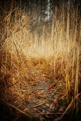 A close-up view of a rustic wooden boardwalk covered with dry, golden grasses. The pathway is surrounded by tall, dried plants, giving an autumnal feel to the scene.