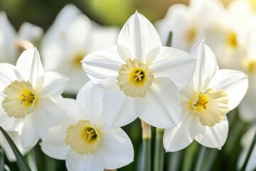 Vibrant white daffodil flowers in bloom