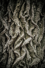 A detailed close-up of rugged tree bark showcasing intricate, twisted patterns and deep grooves. The bark texture highlights the natural, aged look of the tree.