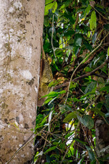 Colugo on tree