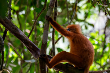 Red leaf monkey holding onto branch