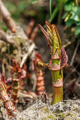 Sprossen des Japanischen Staudenknöterichs am Flussufer - Fallopia japonica