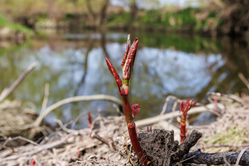 Sprossen des Japanischen Staudenknöterichs am Flussufer - Fallopia japonica