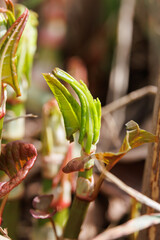 Sprossen des Japanischen Staudenknöterichs am Flussufer - Fallopia japonica