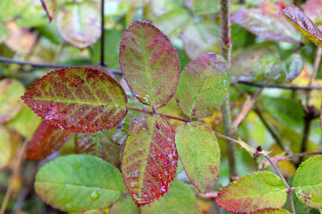 Autumn Leaf French Rose 03