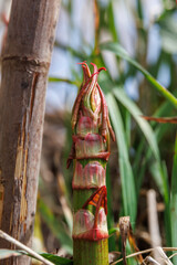 Sprossen des Japanischen Staudenknöterichs am Flussufer - Fallopia japonica