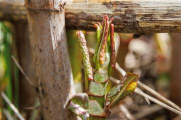 Sprossen des Japanischen Staudenknöterichs am Flussufer - Fallopia japonica