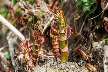 Sprossen des Japanischen Staudenknöterichs am Flussufer - Fallopia japonica