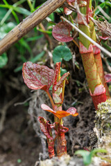 Sprossen des Japanischen Staudenknöterichs am Flussufer - Fallopia japonica