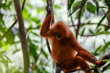 Obraz premium Red leaf monkey sitting in tree