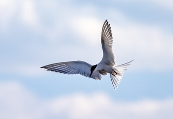 Fototapeta premium fast free flight of large sterna in light sky