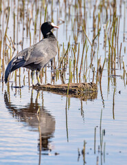 eurasian coot on wood with reflection