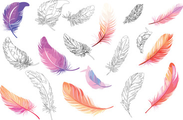 Vibrant And Detailed Feather Illustrations On White Background