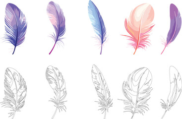 Colorful And Sketch Feather Collection On White Background