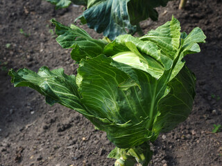 Cabbage growing in the garden. Green cabbage growing in the garden.