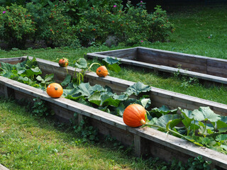 Pumpkins in a wooden box on the grass in the garden