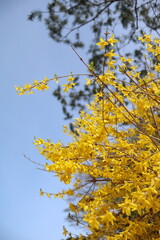 봄을 깨우는 노란 개나리 풍경