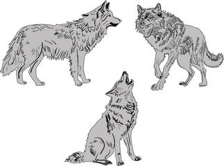 three wolf sketches collection isolated on white