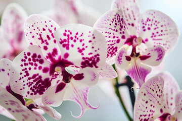 Blooming Phalaenopsis moth orchid on windowsill. Phalaenopsis Expressions Big Lip white flowers with crimson spots