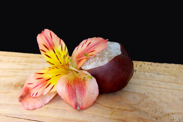 Chestnut and Lily 05