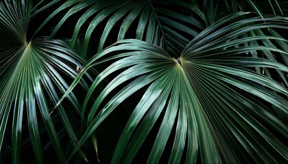Obraz premium dark green large tropical palm leaves on dark background natural summer background close up