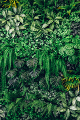 Close up group of background tropical green leaves texture and abstract background. Tropical leaf nature concept.