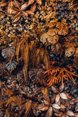 Close up group of background tropical green leaves texture and abstract background. Tropical leaf nature concept.